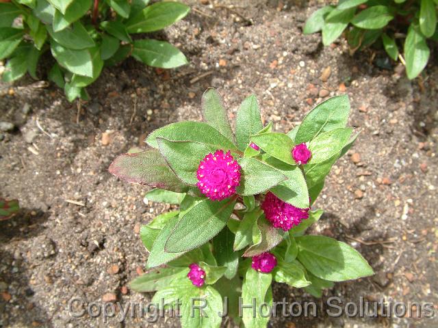 Gomphrena_2 (1)